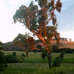 Australischer Baum bei Sonnenuntergang